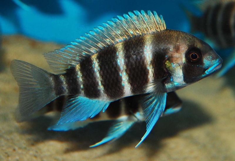 Cyphotilapia frontosa 'Kigoma'